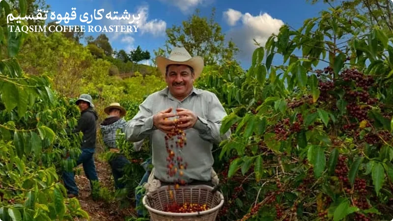 تأثیر منطقه کشت بر طعم و کیفیت قهوه